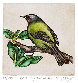 mary taylor nz native birds etchings, bellbird