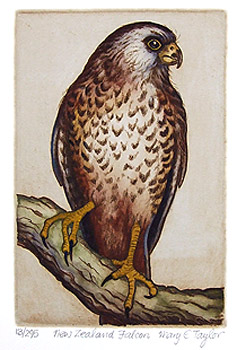 mary taylor nz native bird etchings