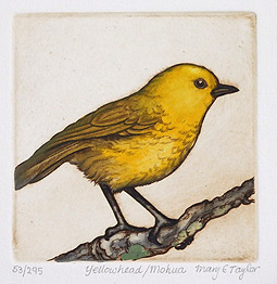 mary taylor nz native bird etchings, yellowhead
