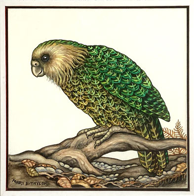 Mary Taylor art, Kakapo, Acrylic on board